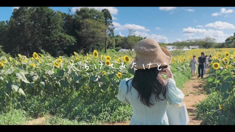 ひまわり畑の思い出